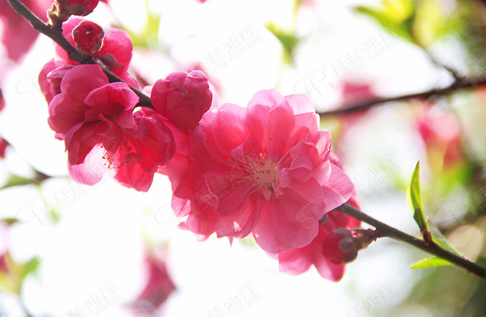 春暖花開，桂林鴻程誠邀您共賞春景！